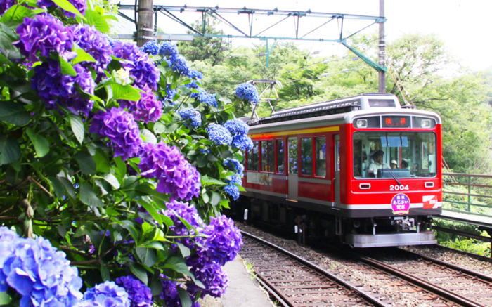 あじさい電車