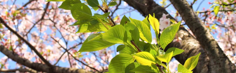 桜の花と若葉