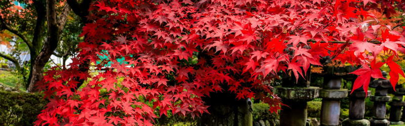 能仁寺の紅葉