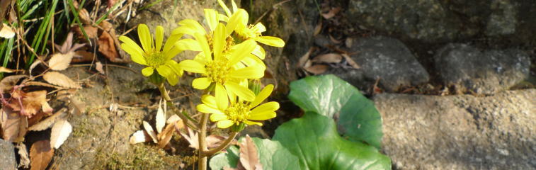 ツワブキの黄色い花