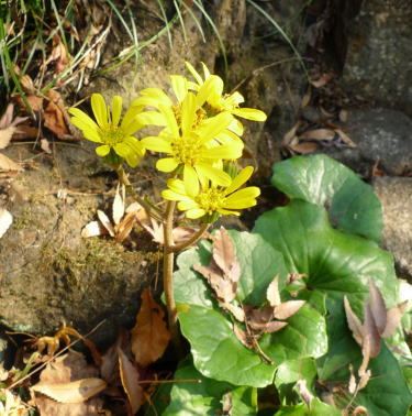 ツワブキの黄色い花
