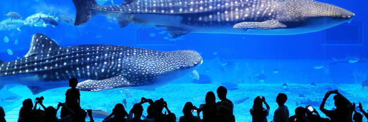 美ら海水族館