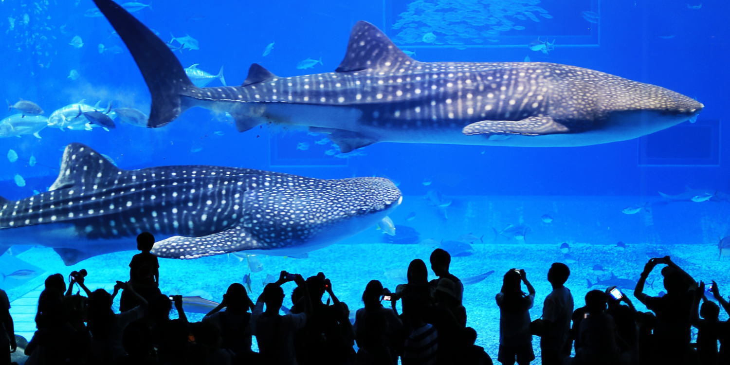 沖縄美ら海水族館